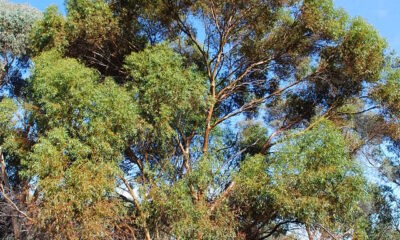 Pesquisadores descobrem ouro crescendo em árvores na Austrália