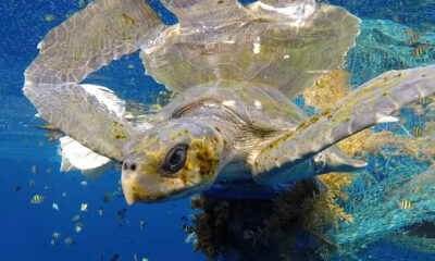 Estado com menor litoral no Brasil é o predileto das tartarugas marinhas