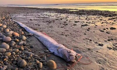 Califórnia registrou sucessivos avistamentos de ‘peixe do juízo final’