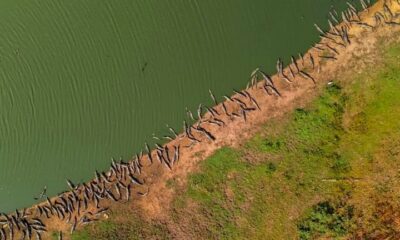 Registro impressionante mostra ‘paredão’ de jacarés no Pantanal