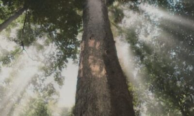 Jequitibá: O Gigante da floresta está ameaçado