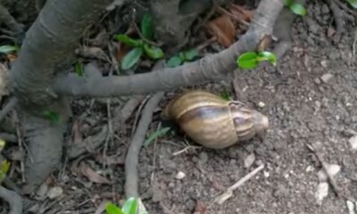 Biólogos encontram o verme da meningite em caramujo; saiba se proteger