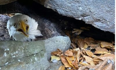 Alpinista salva casal de águias em parque nos EUA