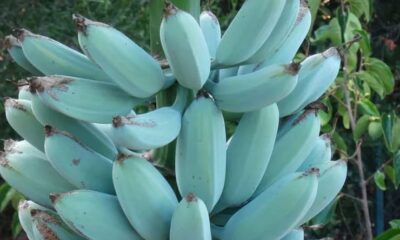 Banana azul: veja a curiosa variedade da fruta