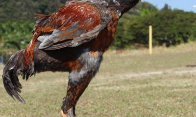 Ovos de galinhas gigantes custam cerca de R$ 1 mil a dúzia!