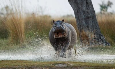 O verdadeiro Rei da Selva? Hipopótamo bota 3 leões para correr