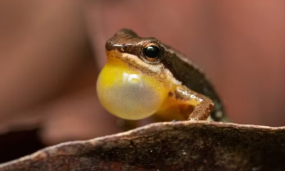 Fofo e arisco: Sapo ‘Foguetinho’ é espécie nativa do Cerrado Brasileiro