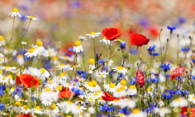 Flores fáceis de cultivar para um jardim encantador!