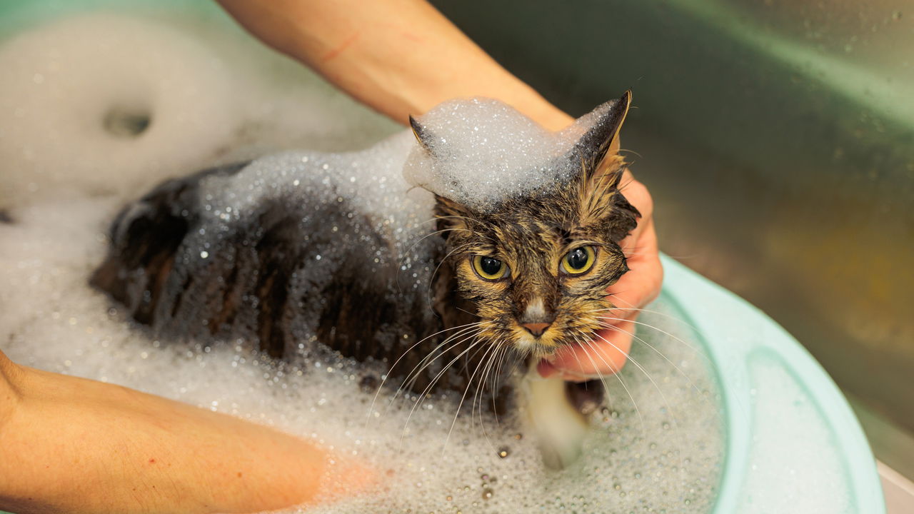 Com que frequência você deve dar banho no seu gato?