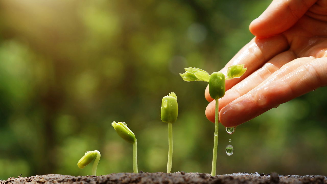 O que plantar em março? Frutas e hortaliças IMPERDÍVEIS