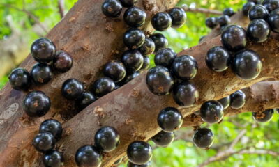 Você sabia que é possível cultivar jabuticaba em casa? Saiba como!