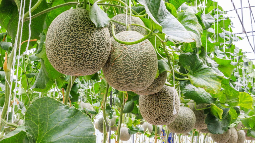 Plante melão em casa e SURPREENDA com frutos deliciosos!