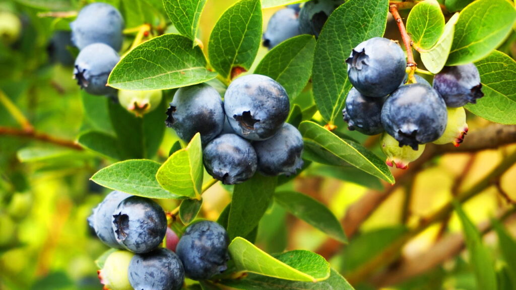 Essa fruta pode baixar seu açúcar no sangue naturalmente!