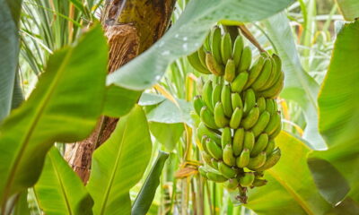 Plantar bananeiras em casa é uma boa ideia? As vantagens e desafios