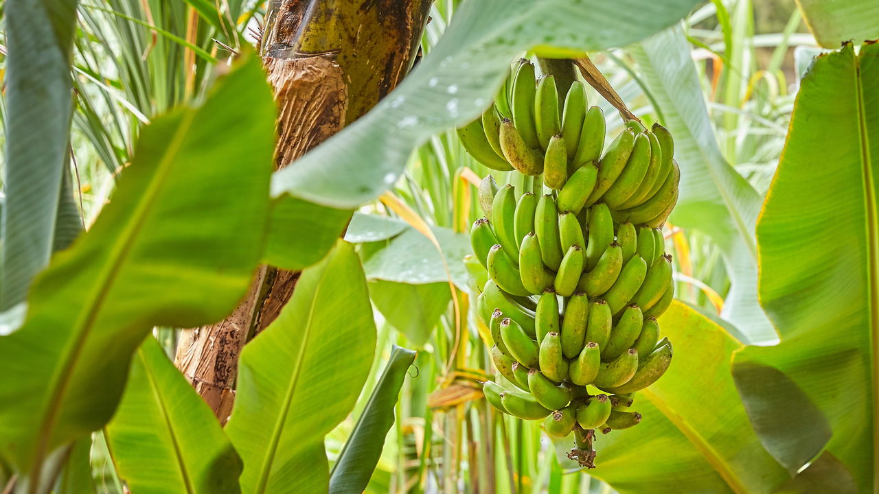 Plantar bananeiras em casa é uma boa ideia? As vantagens e desafios