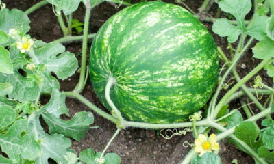 O segredo de plantar melancia em casa e colher frutas gigantes!