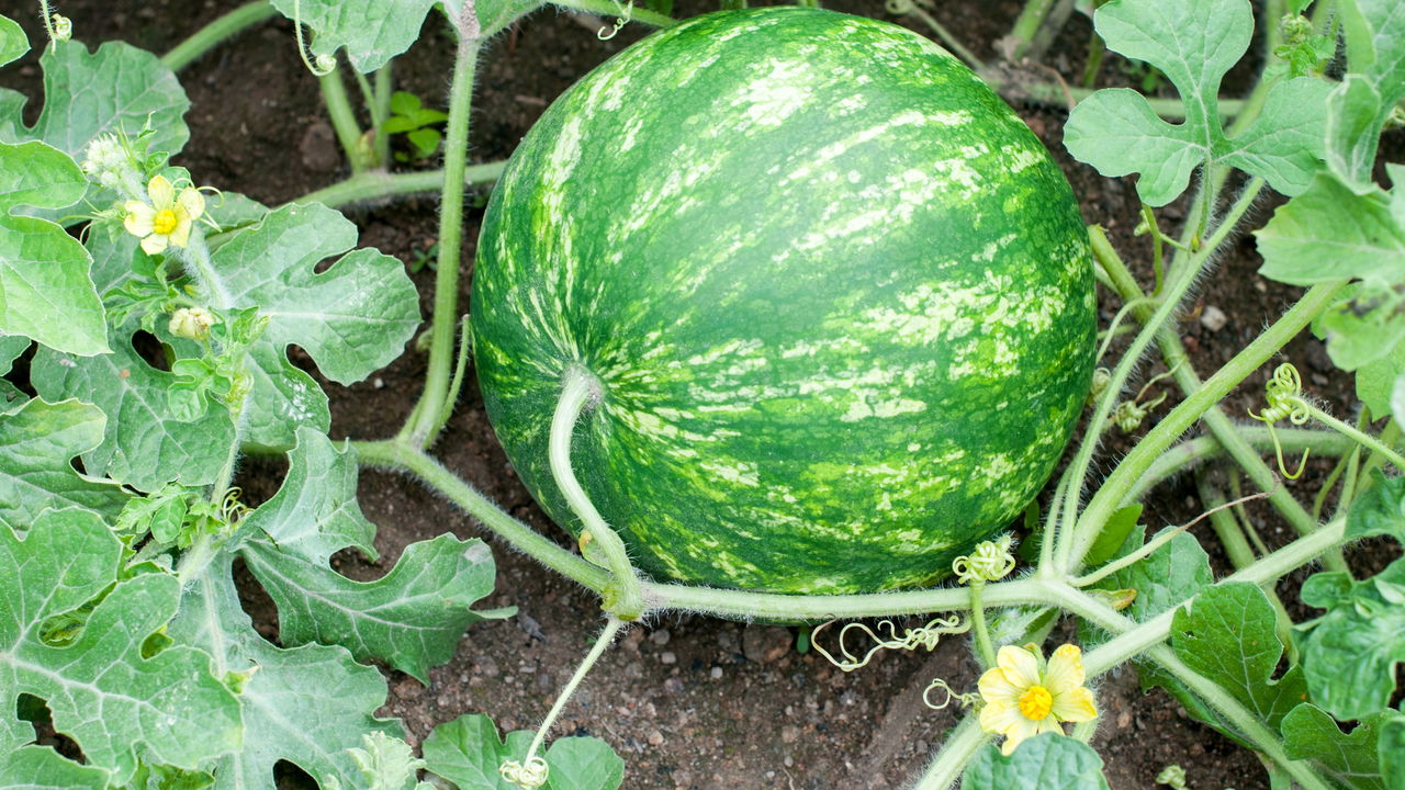 O segredo de plantar melancia em casa e colher frutas gigantes!