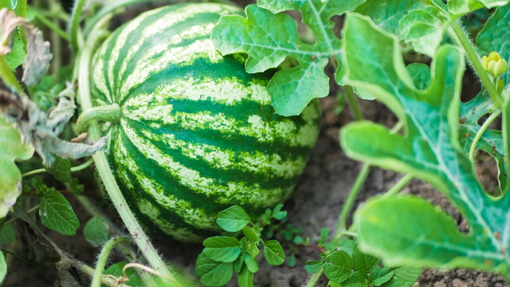 O segredo de plantar melancia em casa e colher frutas gigantes!