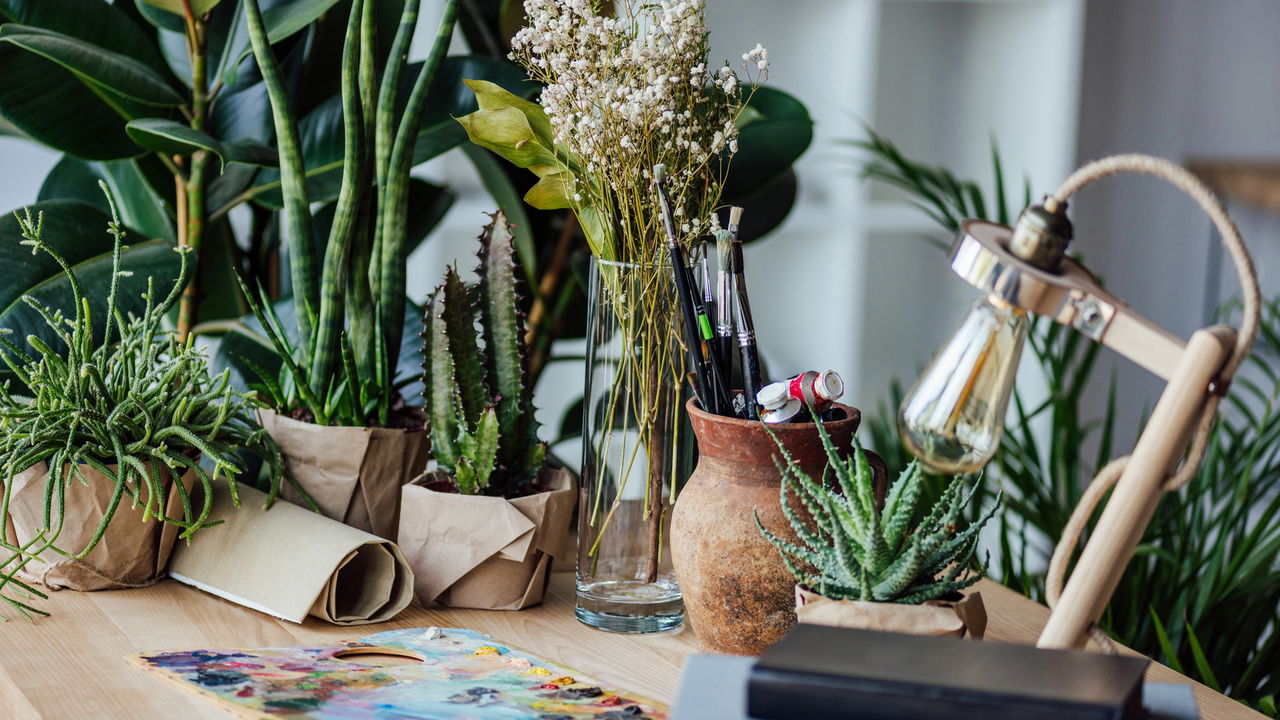 Quer ter plantas em casa, mas não sabe como cuidar? Essas são perfeitas!