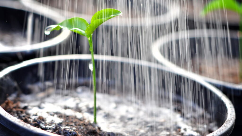 Veja o horário ideal para regar suas plantas!