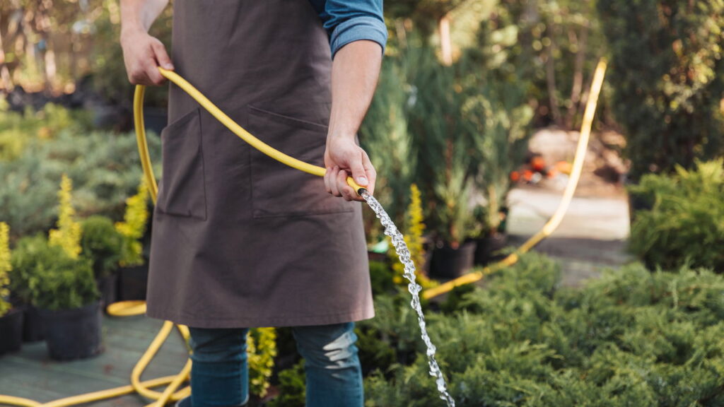 Veja o horário ideal para regar suas plantas!