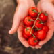 1. Tomatinho colhido em casa é outro nível, né? Vem aprender a plantar!