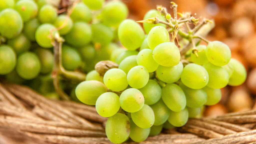 Aprenda a cultivar uvas verdes e tenha frutas frescas o ano todo