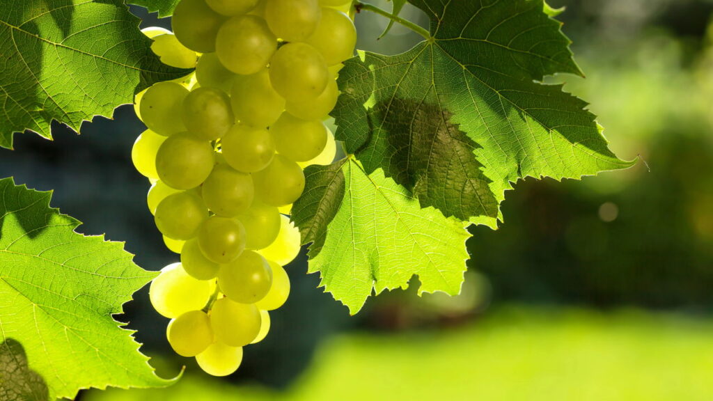 Passo a passo para plantar e cuidar de uvas verdes