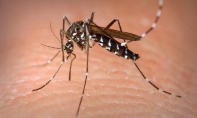 mosquito transmissor da dengue