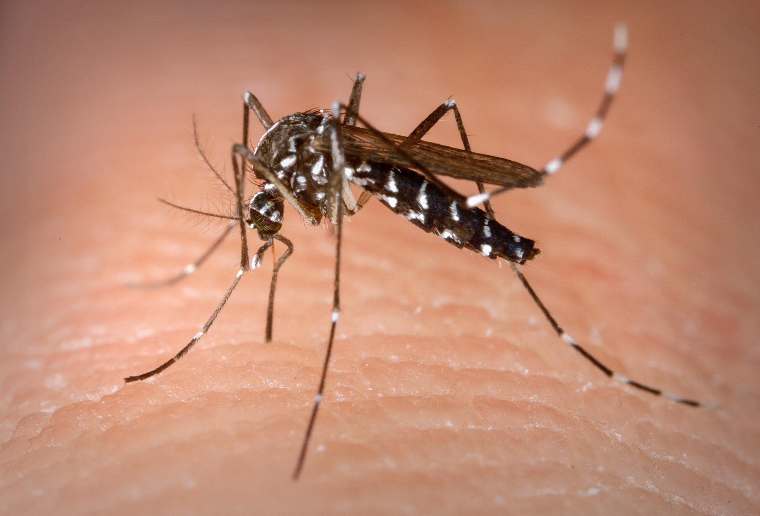 mosquito transmissor da dengue