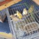 Guarda Municipal de Magé apreende pássaros em feira de Piabetá