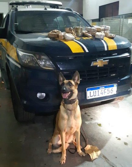 Cachorro da PRF com viatura ao fundo e drogas no capô