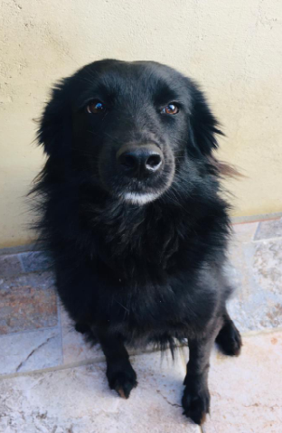 cão preto sentado