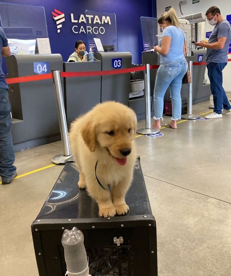 Cãozinho em cima de mala