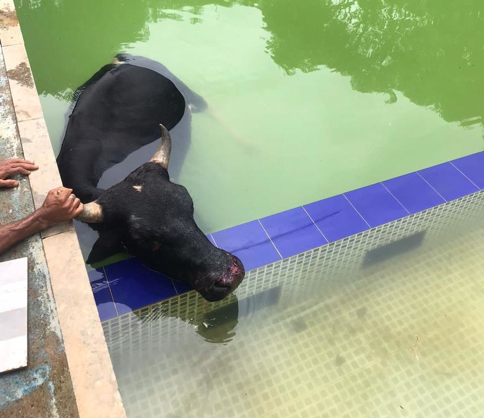 Boi que caiu na piscina