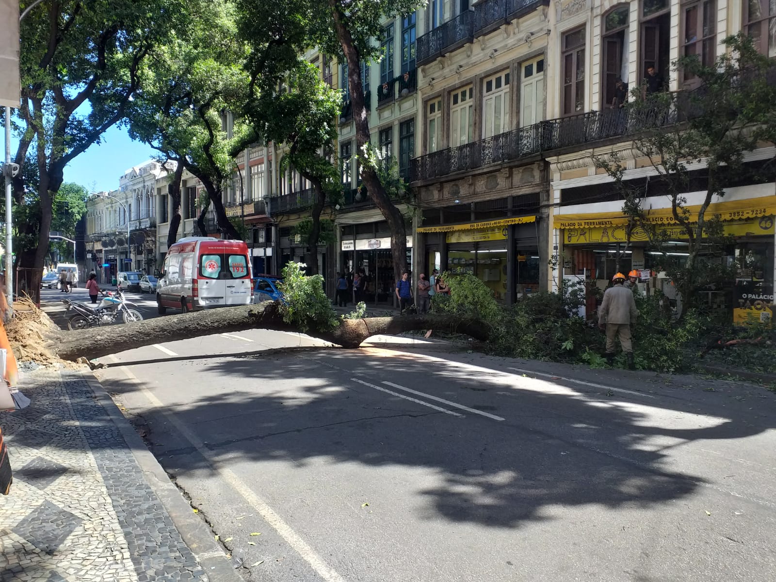 Queda de árvore atinge pedestre no Centro do Rio