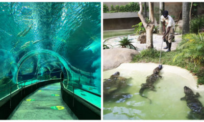 aquario e bioparque do Rio