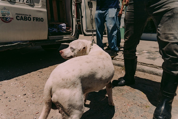 Imagem de um cachorro castrado