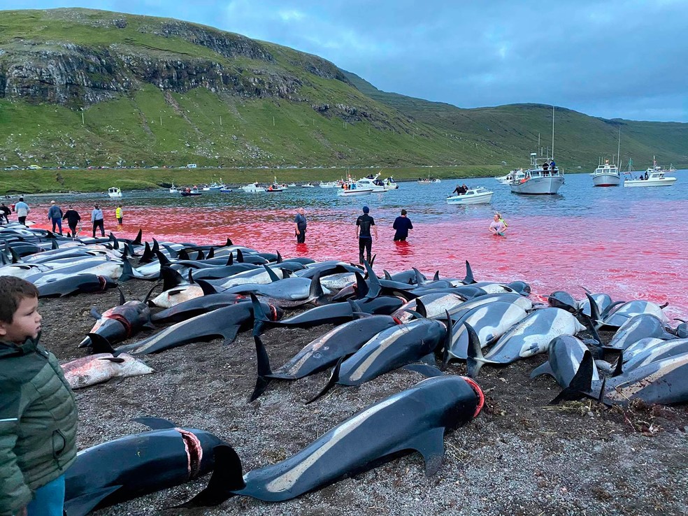 Imagens divulgadas pela Sea Shepherd Conservation Society mostram matança de golfinhos nas Ilhas Faroé, no Atlântico Norte,na Dinamarca. Caçada foi realizada no domingo (12). Ambientalistas dizem que 1.428 animais foram mortos no local, que é um ponto tradicional de caça, pois as águas rasas da enseada são usados para encurralar os animais. — Foto: Sea Shepherd Conservation Society/via AP