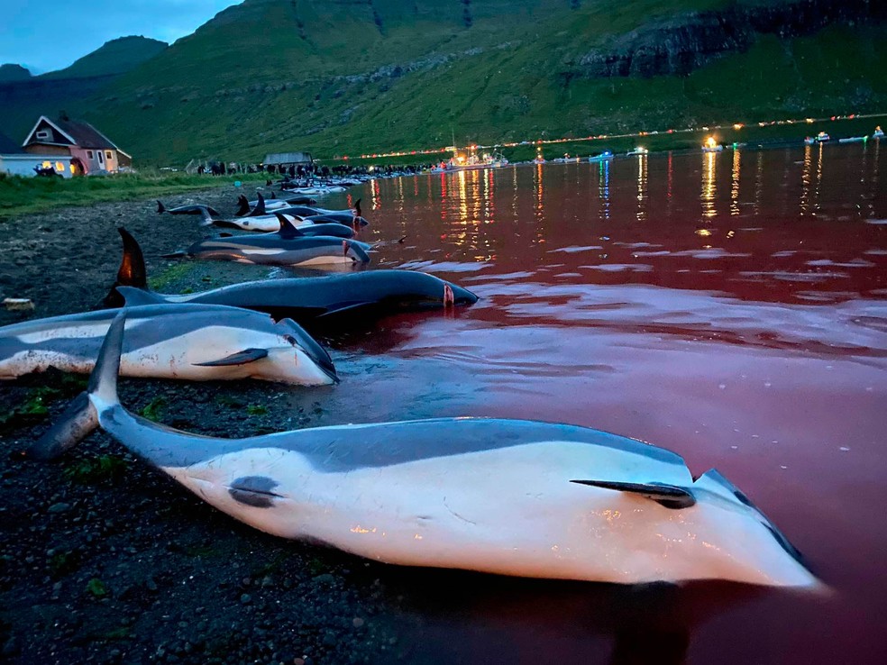 Imagens divulgadas pela Sea Shepherd Conservation Society mostram matança de golfinhos nas Ilhas Faroé, no Atlântico Norte,na Dinamarca. Foto: Sea Shepherd Conservation Society/via AP