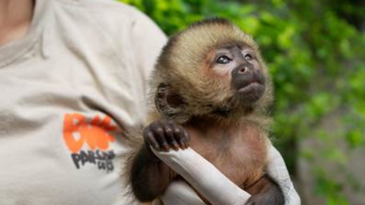 BioParque do Rio: Apadrinhamento do macaco-prego-do-peito-amarelo
