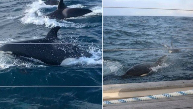 orcas cercam iate na Inglaterra