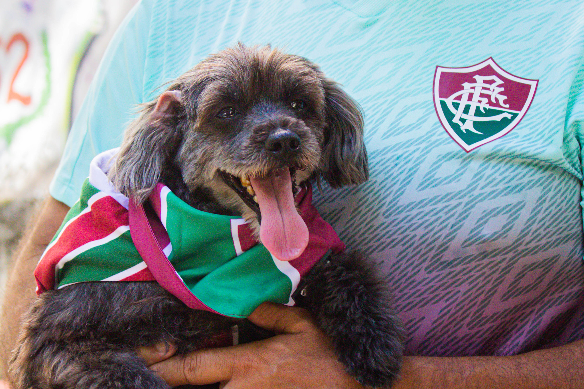 Cachorrinha com roupa do Fluminense