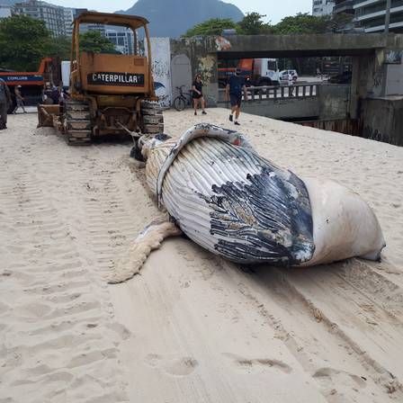 Baleia jubarte morta na praia do Leblon