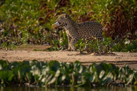 Filhote de onça-pintada brinca com lata de cerveja vazia no Pantanal